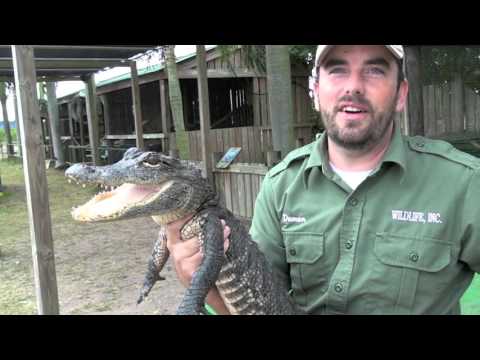 SPOTLIGHT: Wildlife Inc