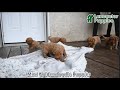 Mini Goldendoodle dogs for sale: Winter - Video 1