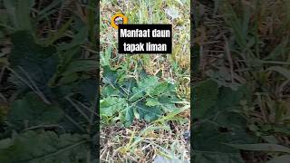 Download lagu Health benefits of tapak liman leaves Elephantopus scaber #shorts #tapakliman #herbs #gardening mp3