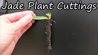 How To Propagate Jade Plants From Cuttings