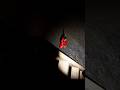 Stree 2 Vs Kamla Stree 2 Horror Game Shorts