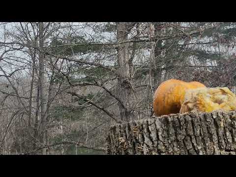 Howdah Pistol versus 20 year old sierra mist