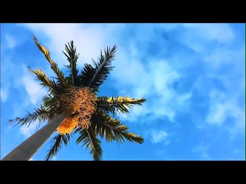 FREE VIDEO OF PALM TREE AND CLOUDS TIMELAPSES