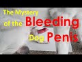 The mystery of the elusive bleeding capillary, Penis bleeding [Video # eight]