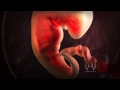 Fetal Development Animation