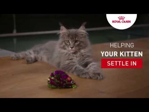 Kitten tutorial - Helping your kitten settle in