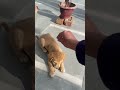 Puppy Soooo Cute ️ Shorts Trending Dog