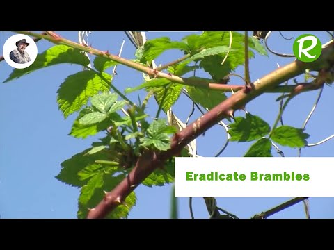 How to Eradicate Brambles Naturally