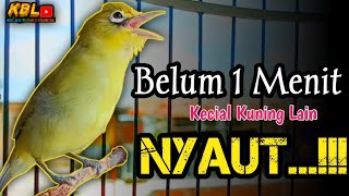 Download lagu CIAK CIAK JOSS KECIAL KUNING AMPUH||PANCINGAN KECIAL MALAS BUNYI|| mp3