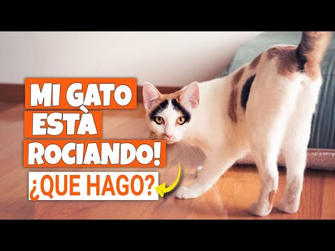 My CAT is MARKING! 🐱Why and What Should I Do?