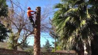 PGE taking out Palm tree