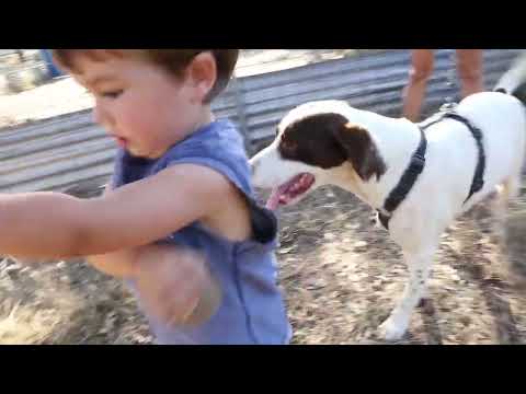 Lucky Dogs Montemor