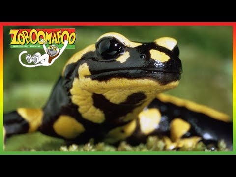 🦎 Zoboomafoo 264 | World of Legs | Animal shows for kids | Full Episodes | HD 🦎