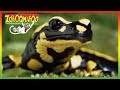 Zoboomafoo 264 World Of Legs Animal Shows For Kids Full Episodes HD