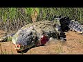 Tragic Scene! Crocodile Meets Tragedy When Dare To Go Ashore To Fight With The Fierce Lions