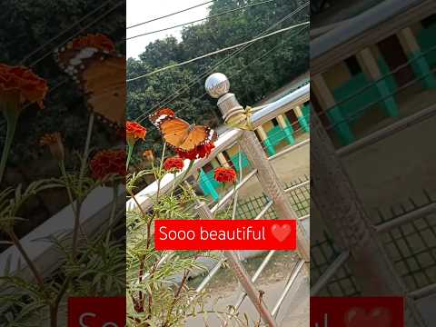 Butterfly video #mandip