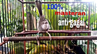 Download lagu Pancingan suara Burung ciblek semi gacor mastetan ciblek supaya cepat mau bunyi218 @jalu890 mp3 Download lagu Pancingan suara Burung ciblek semi gacor mastetan ciblek supaya cepat mau bunyi218 @jalu890 mp3