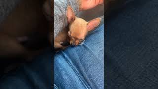 Tea Cup Chihuahua Puppies Videos