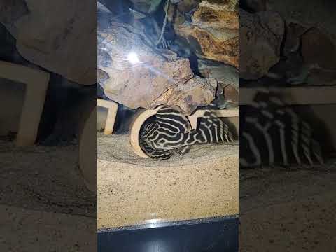 Hypancistrusについて詳しく解説