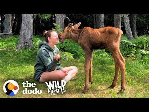 Family Brings Baby Moose Twins Into Their House — See What Happens Next! | The Dodo Wild Hearts