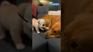 Download lagu Kejutan Anak Anjing Paling Comel mp3 Download lagu Kejutan Anak Anjing Paling Comel mp3