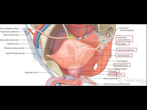 Urinary bladder base relations 2