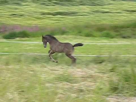 Equeens White Talista 2 mnd