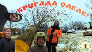 TreeWork видео
