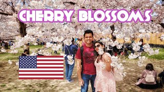 How to plan Washington DC trip during peak Cherry Blossom bloom | Michelin Star restaurant