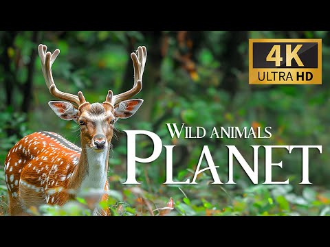 Oasis of the Wild 4K 🌴 Mesmerizing Animals and Tranquil Piano Music