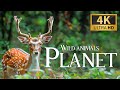 Wild Animals Planet 4K 🐾 Discovery Relaxation Beautiful Wildlife Movie with Relaxing Piano Music