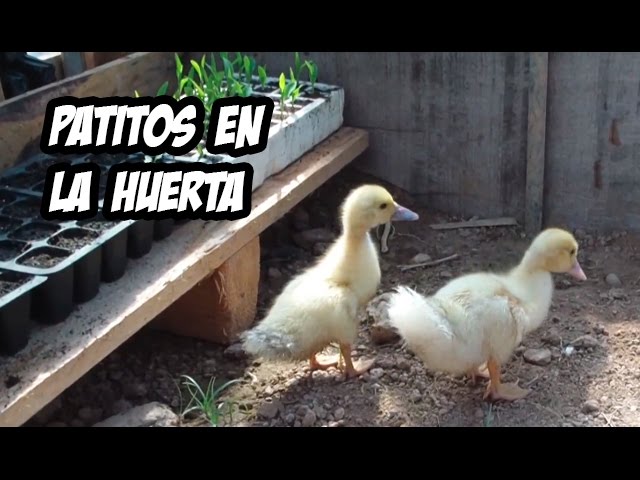 Dos Patitos llegan a la Huerta: ¡Conoce a los Nuevos Inquilinos!