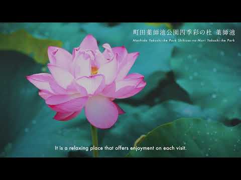 花めぐりと静かな時間が楽しめる憩いの薬師池～町田薬師池公園四季彩の杜 プロモーションムービー～