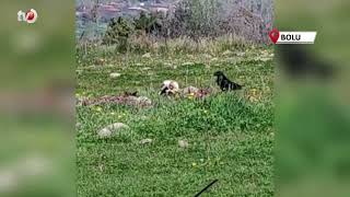 Boluda Nesli Tehlikedeki Mısır Akbabaları Görüntülendi