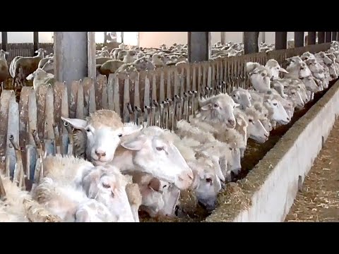 , title : 'Alimentazione e gestione dei foraggi nell’allevamento ovino - 2/6'