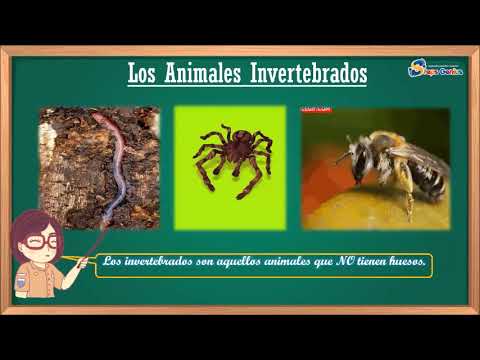 Animales vertebrados e invertebrados