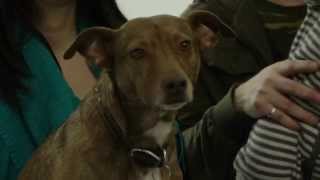 HuDost IndieGoGo Campaign Outtakes 'Blooper Reel' w Steve Kilbey