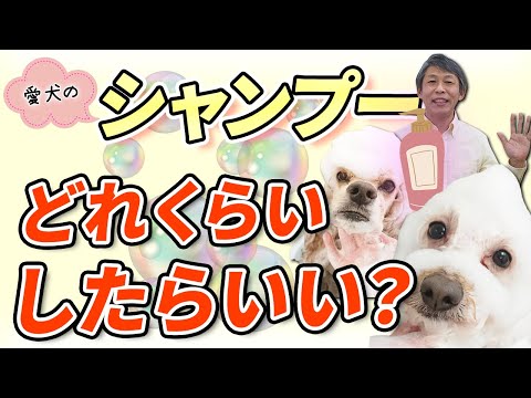 どれくらいの頻度で犬をお風呂に入れるべきですか?