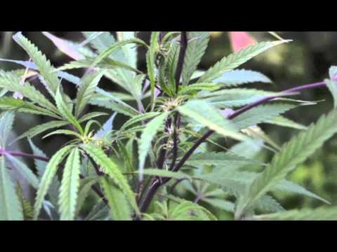 Jahba - Bare Arms (HD)