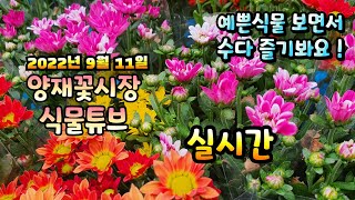2022년 9월 11일 일요일   예쁜식물들 보면서 수다즐겨봐요   #양재꽃시장 #식물튜브