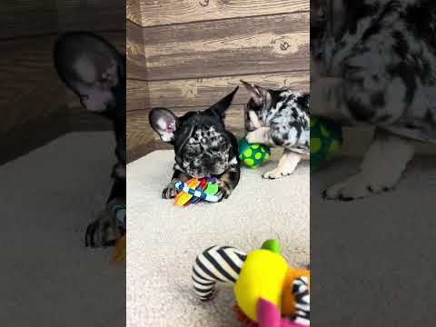 Video 3