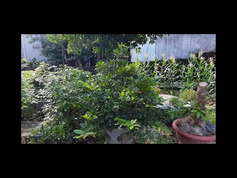 Chăm sóc Mai vàng tháng 9. Khu vực Bắc Trung Bộ. Quan sát nụ Mai và bón phân.