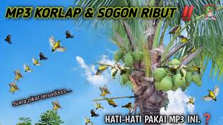 Download lagu suara pikat burung korlap dan sogon ampuh MP3 no Rungkat ❗ mp3