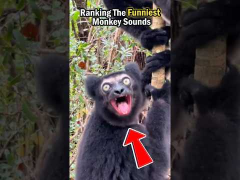 Ranking The Funniest Monkey Sounds 🤣  #ranking #monkey #sound