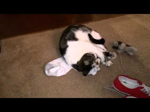 cat loves dirty sock