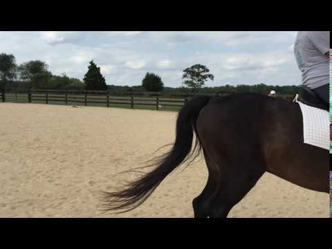 HobKnobCanter Left 091716