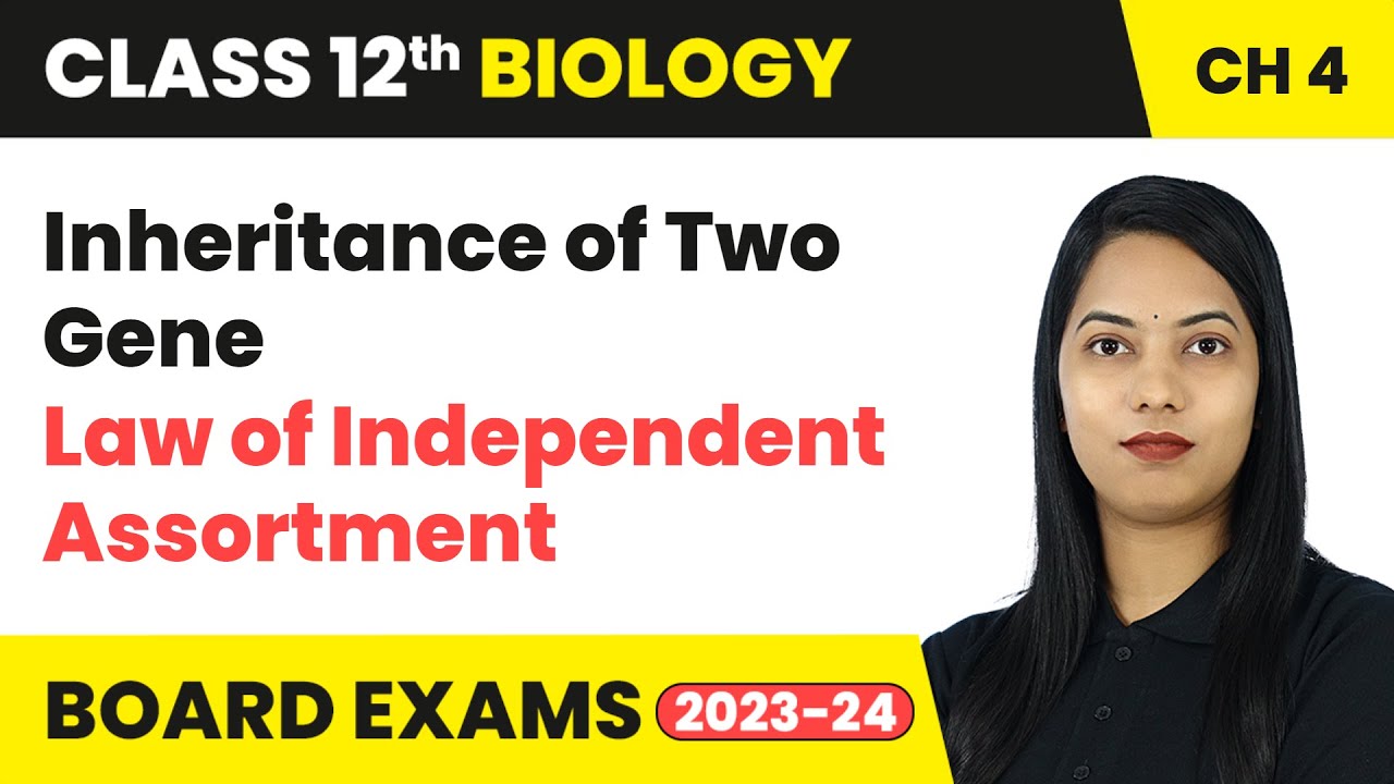Inheritance of Two Genes Law of Independent Assortment | Class 12 Biology Chapter 4 | CBSE 2024-25