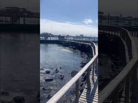 San Cristobal Town, Galápagos- Ecuador! 🇪🇨 Day 44 #ecuador #galápagos #galapagos #sancristóbal