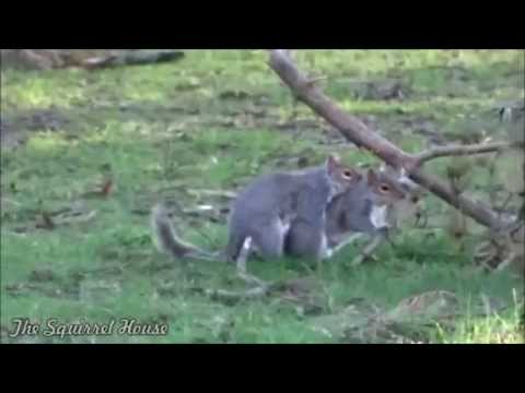 Crazy Epic!! Videos of Animals Mating ~ Monkey n FROG!, Monkey n Dog, Dog n Cat