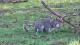 Crazy Epic!! Videos of Animals Mating ~ Monkey n FROG!, Monkey n Dog, Dog n Cat